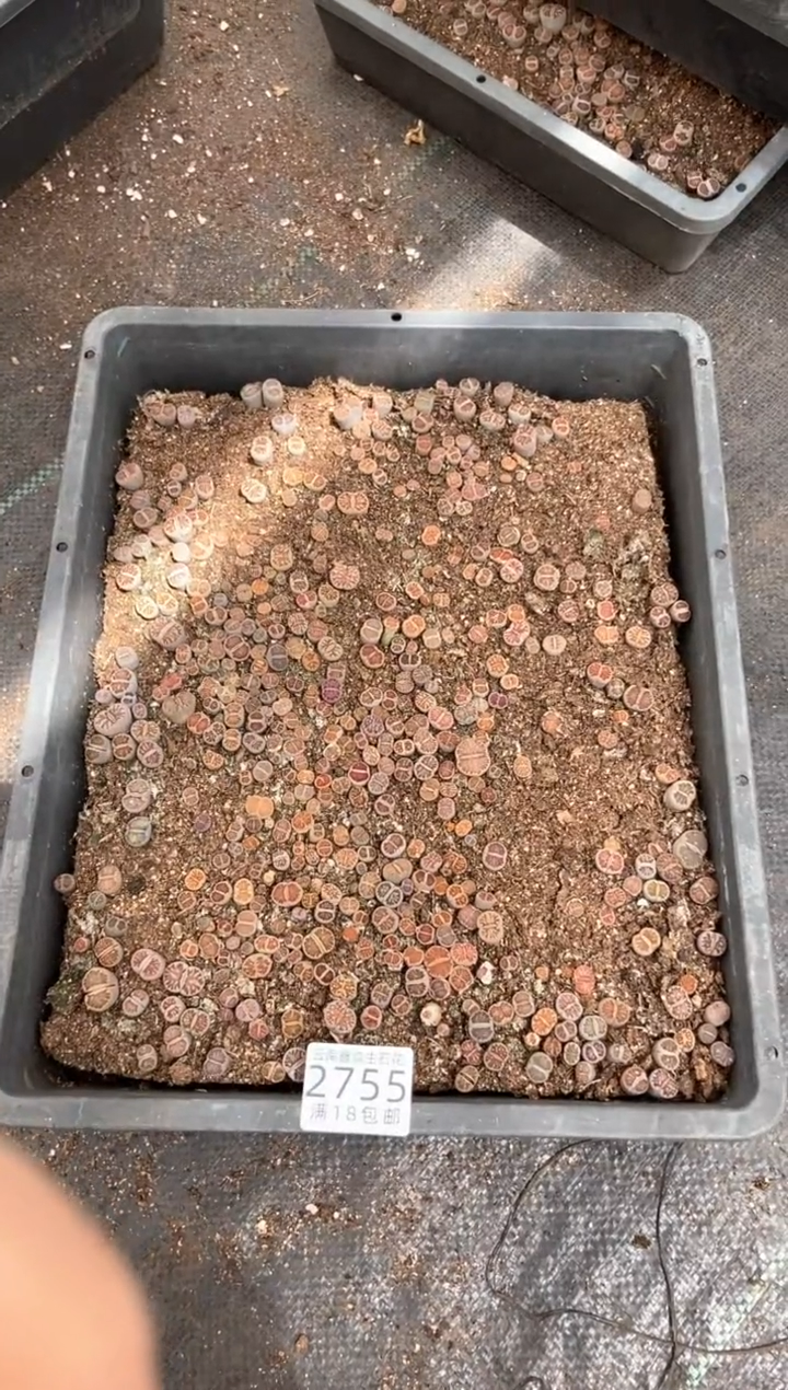 2755特价菊纹章框有疤瑕疵带土带盆发货