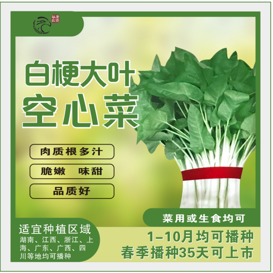 白梗大叶空心菜种子多汁脆嫩味甜耐高温耐热抗病阳台盆栽小院种植