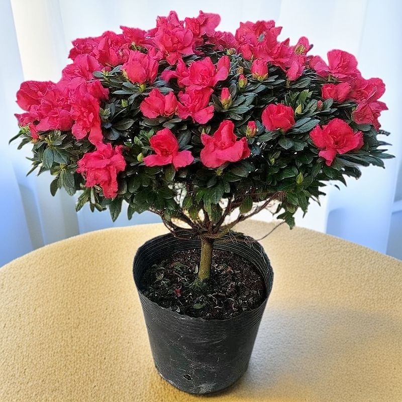 带花苞杜鹃花盆栽室内外好养四季开花阳台庭院花卉植物
