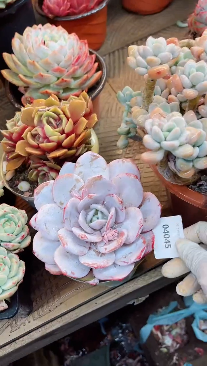 【闪购商品】04045