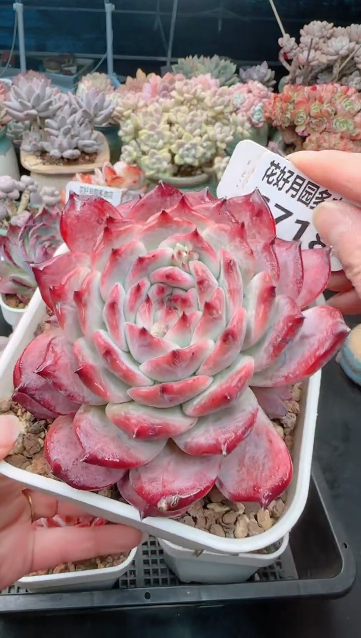 【闪购商品】6718.