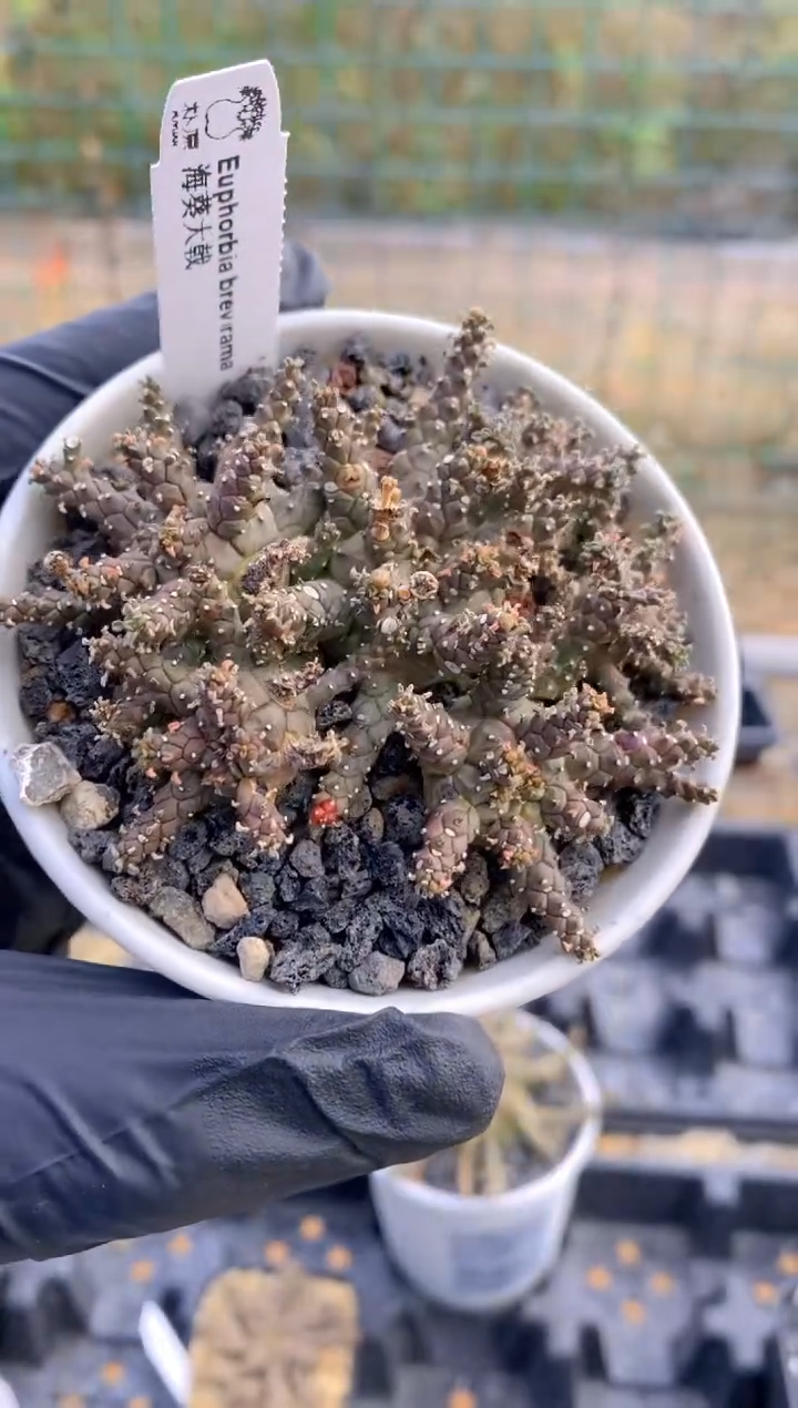 【闪购商品】海葵大戟FA-5765