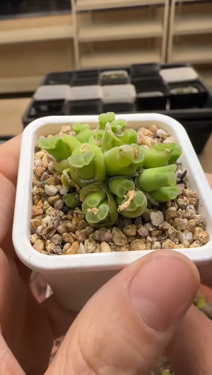 【闪购商品】13-334