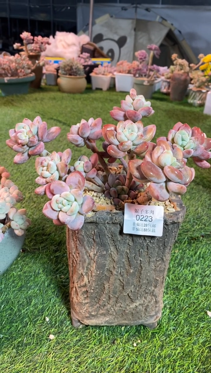 【闪购商品】0223a