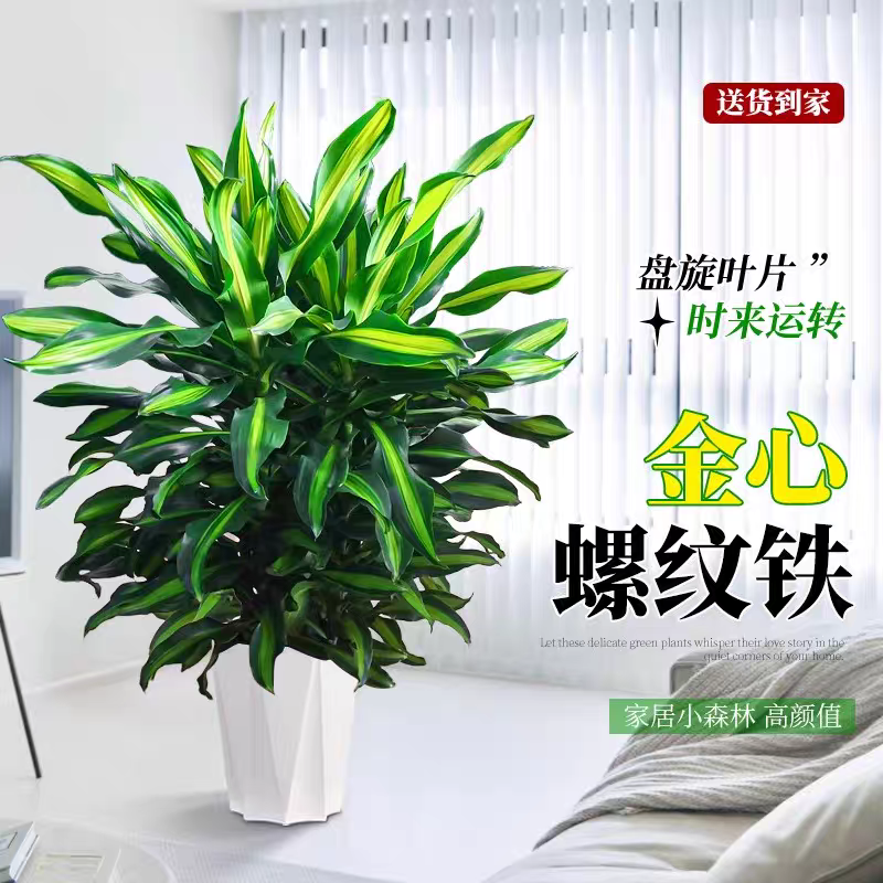 1-1.4米5苗金心螺纹铁酒店别墅可水培室内盆栽绿植耐寒净化空气