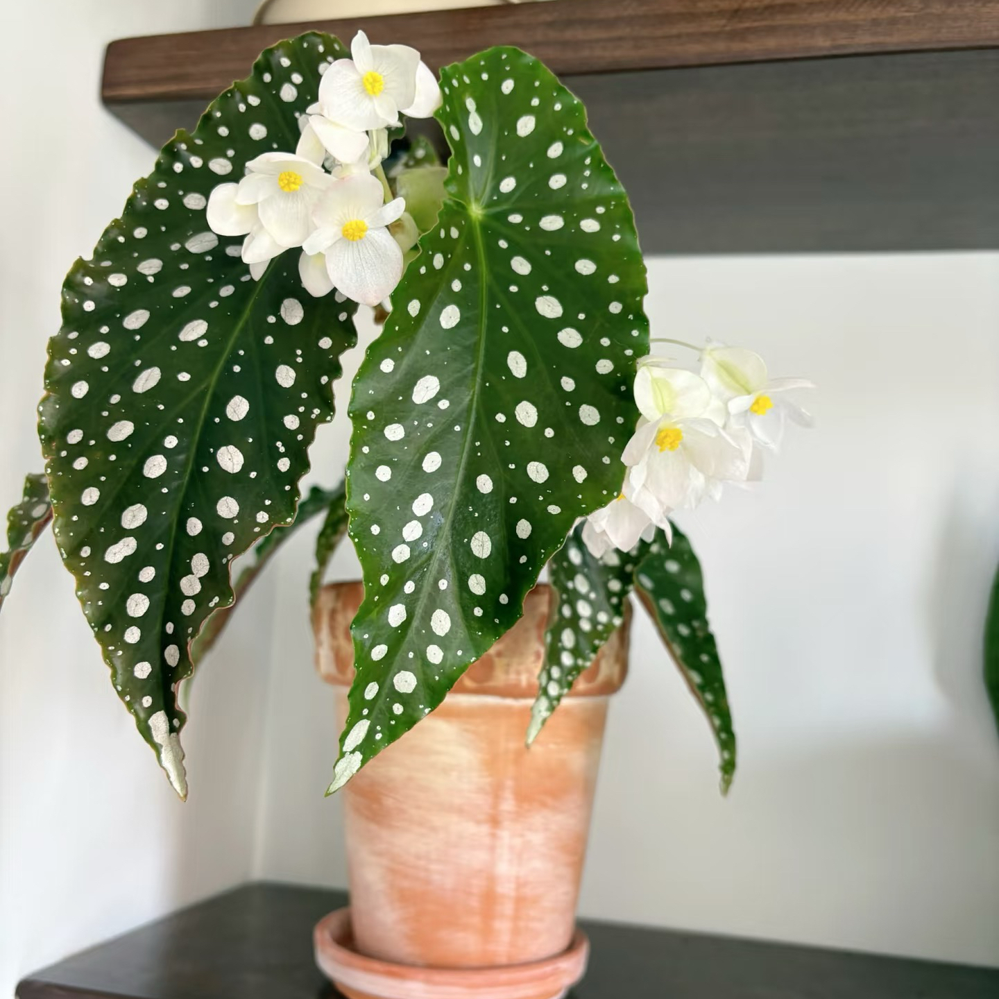 粉旗鱼秋海棠桌面植物盆栽