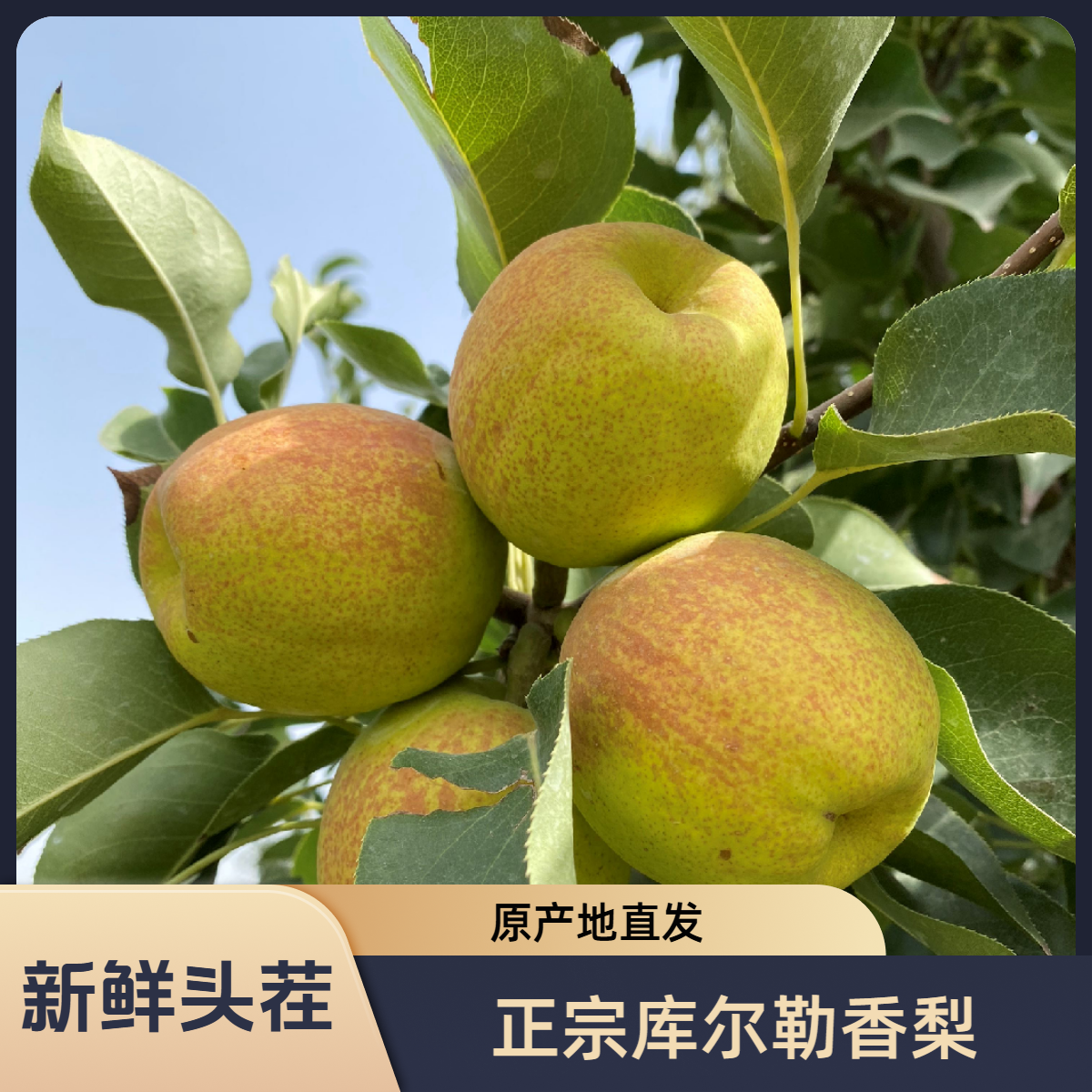 【25年净重5斤】新疆库尔勒香梨现摘现发皮薄脆甜多汁新鲜水果