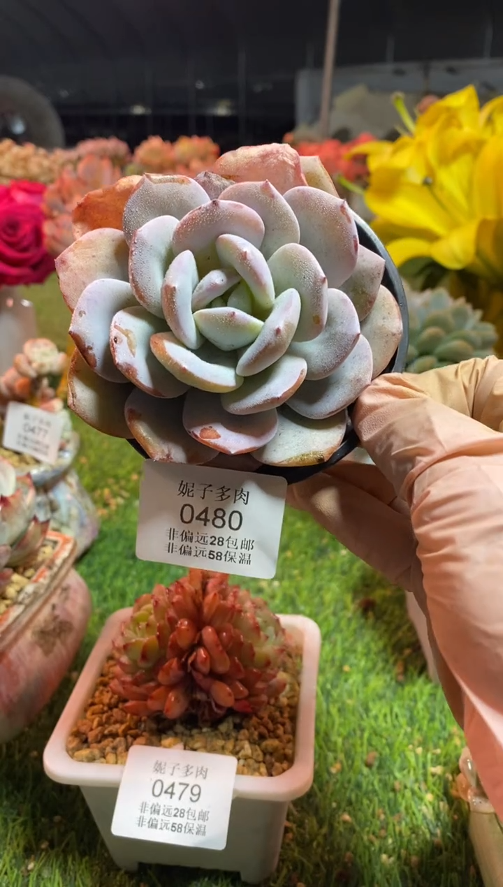 【闪购商品】0480a
