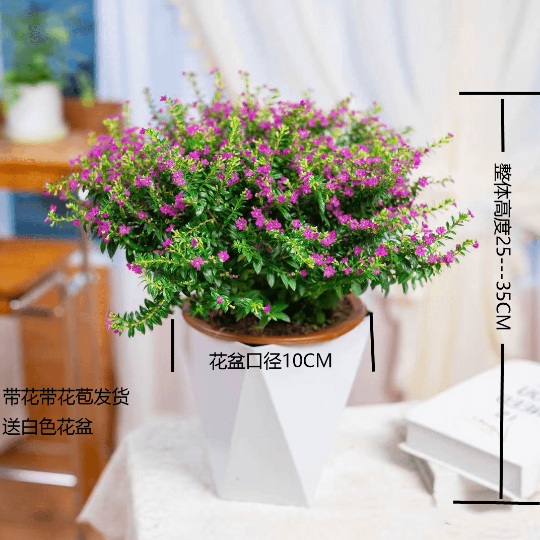 满天星盆栽带花苞多季节开花适合阳台庭院种植好养绿植