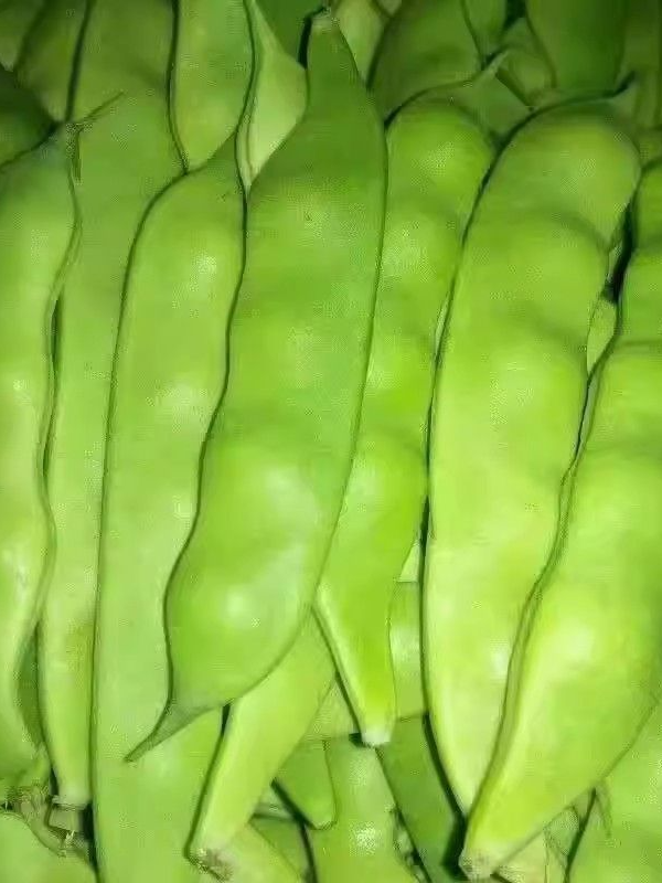 【冰袋锁鲜】云南新鲜九月青非油豆角一点红青油应季蔬菜开锅烂