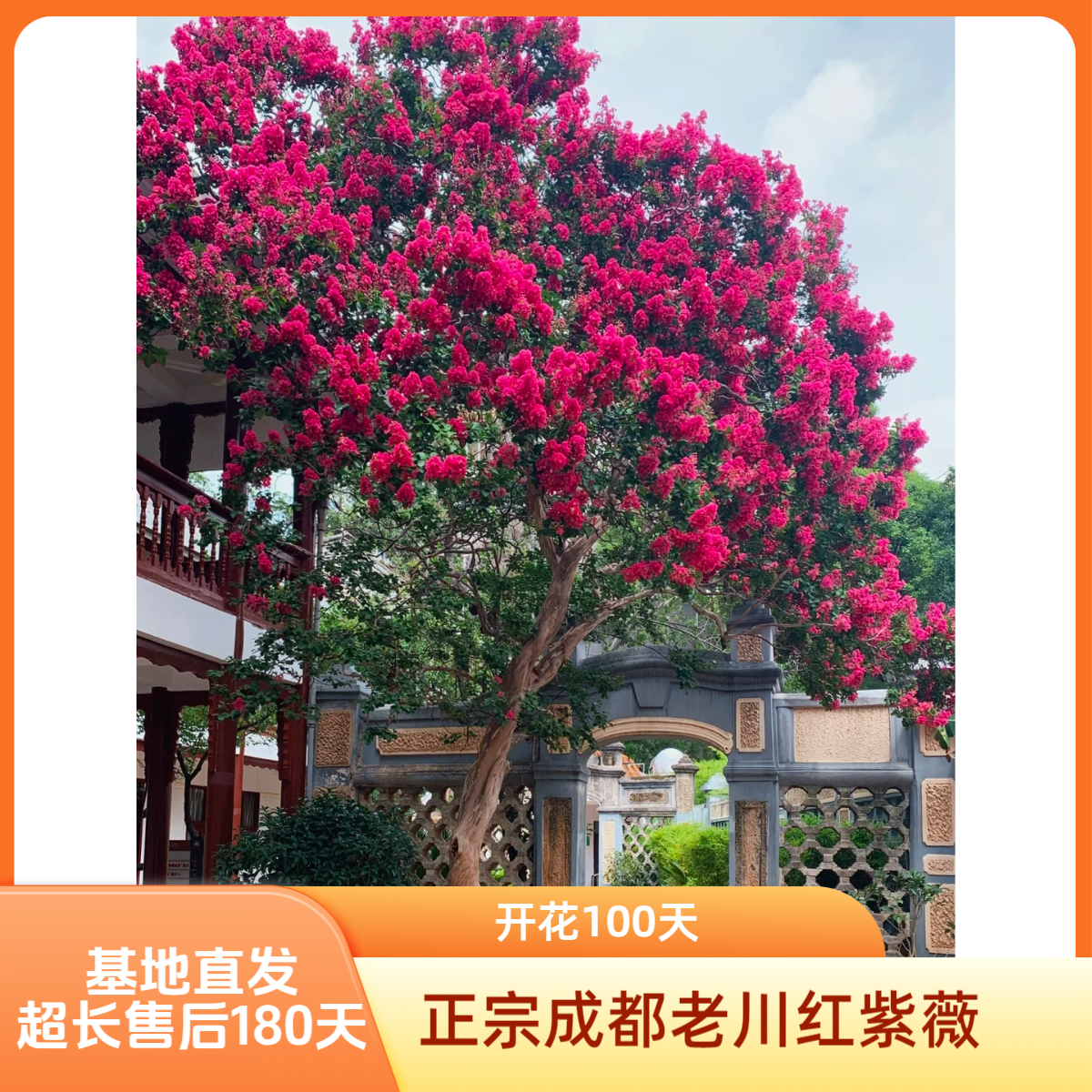 【 质保半年】【一物一拍】正宗小叶川红紫薇，基地直发