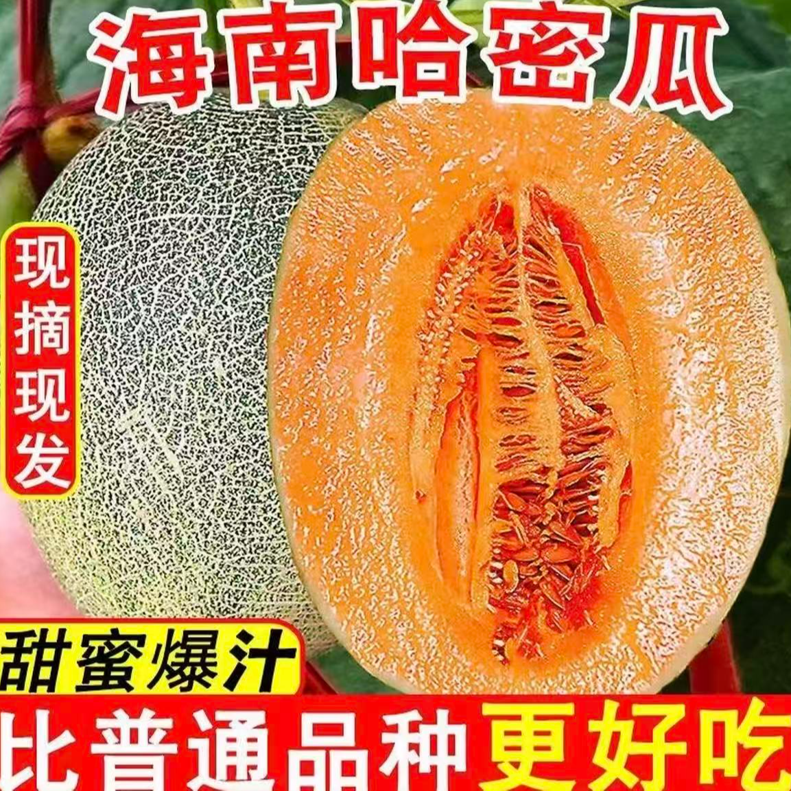 【甜蜜爆汁】海南沙地哈密瓜一藤一瓜现摘现发新鲜水果·