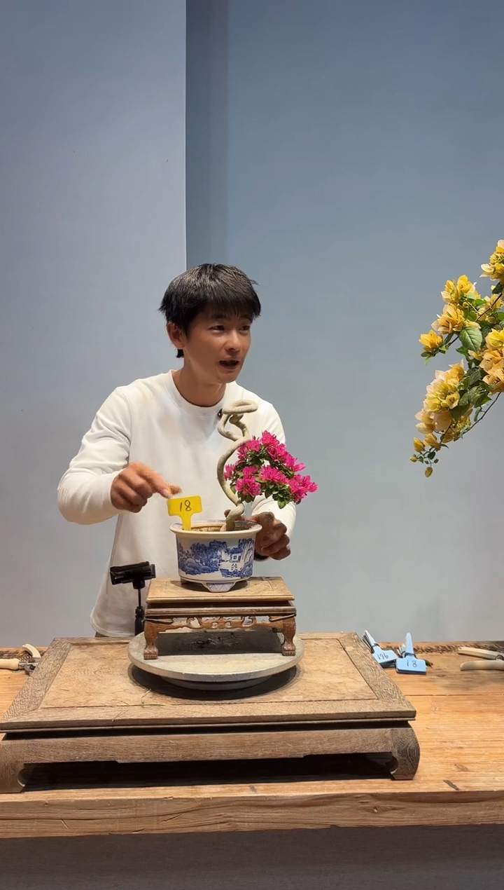 以实际为准三角梅18