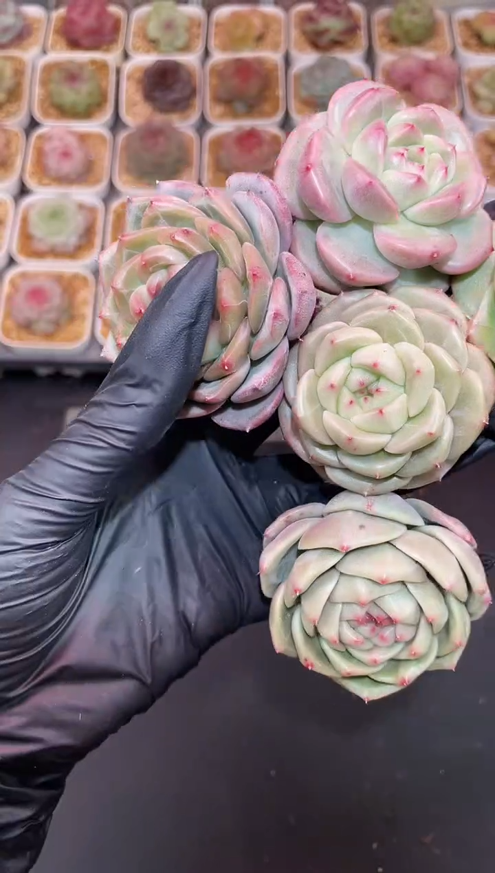 闪购918 翡冷翠母本混发多肉一颗  4.5-5厘米