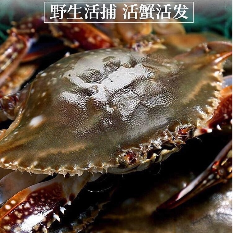 【鲜活精选】单只2-3两（一斤4-5只） 海捕梭子蟹 螃蟹海蟹鲜活 海捕少腿正常【保鲜不保活】 同城小时达斤