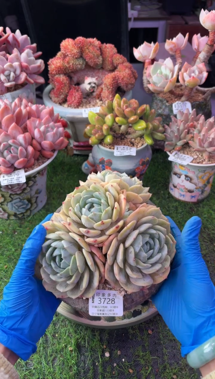 昆明印象多肉3728