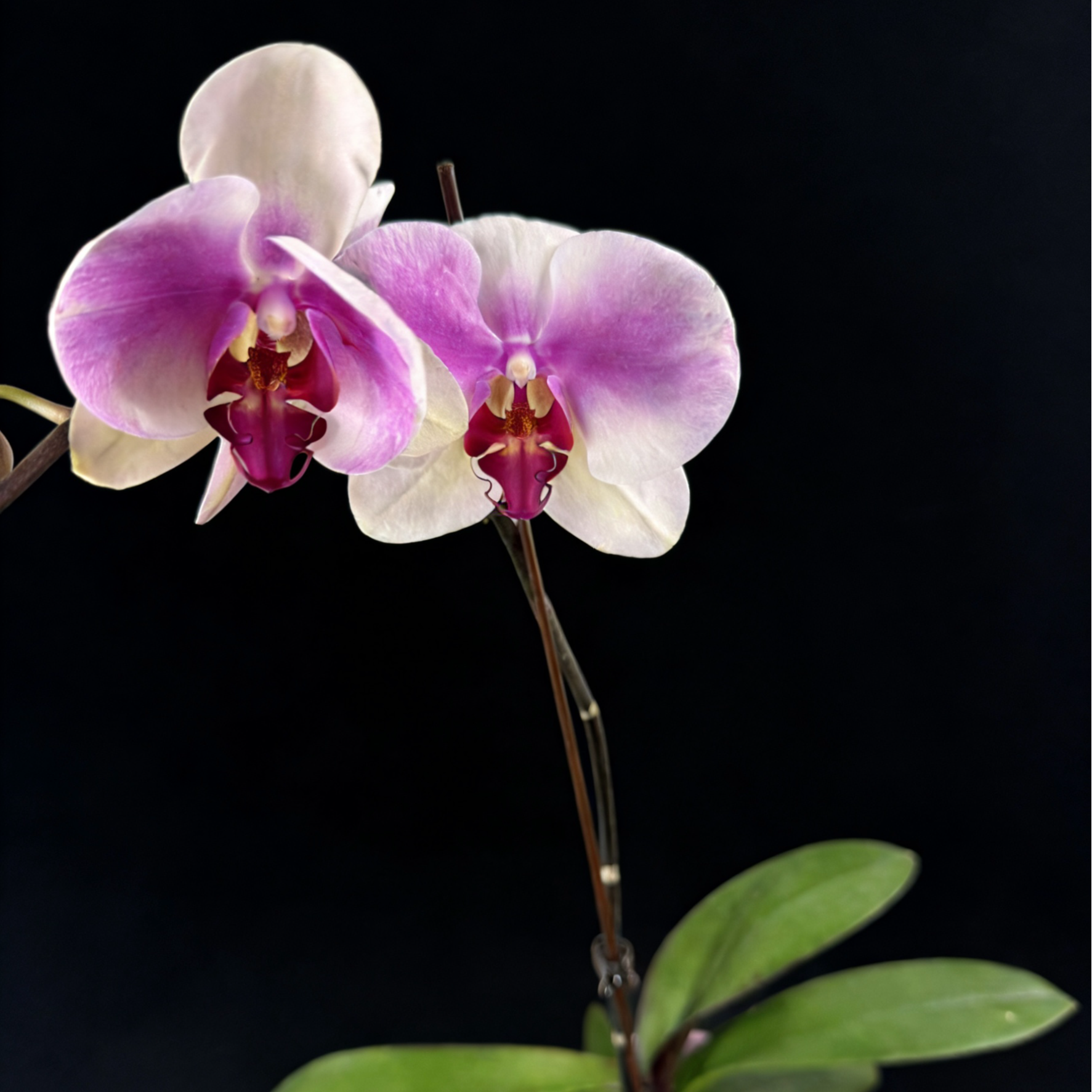 黑马花业（婚纱）3.0寸杯全花发货