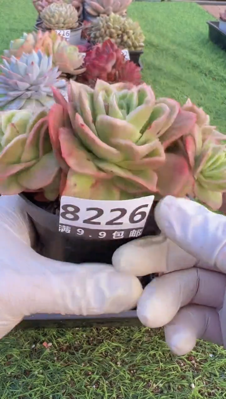 【闪购商品】信福多肉一物一拍