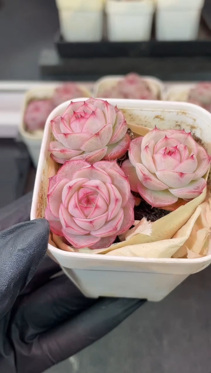 闪购1694 心花怒放多肉3颗