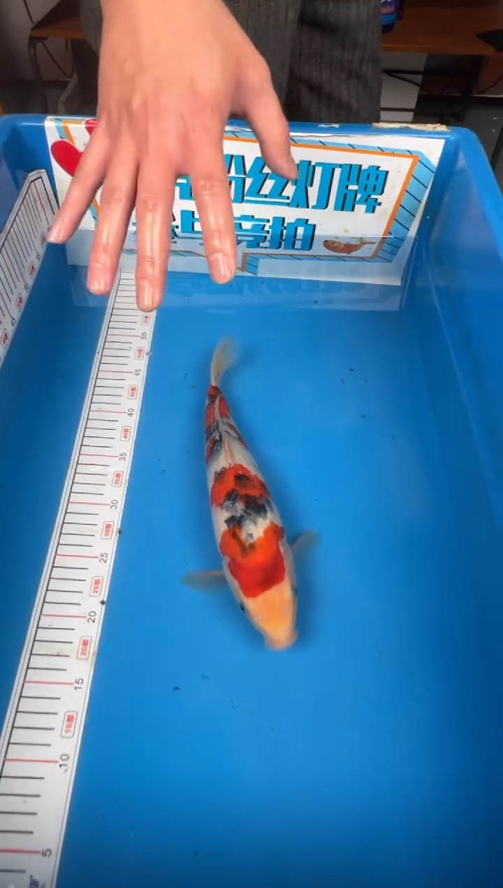 锦鲤等*啡15号锦鲤鱼 大正 闪购