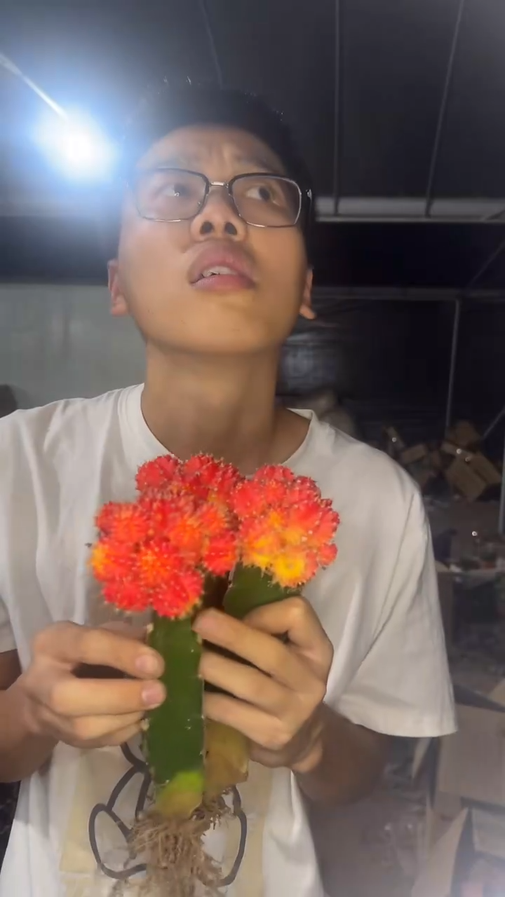 3颗 橙红彩带 带崽【嫁接】