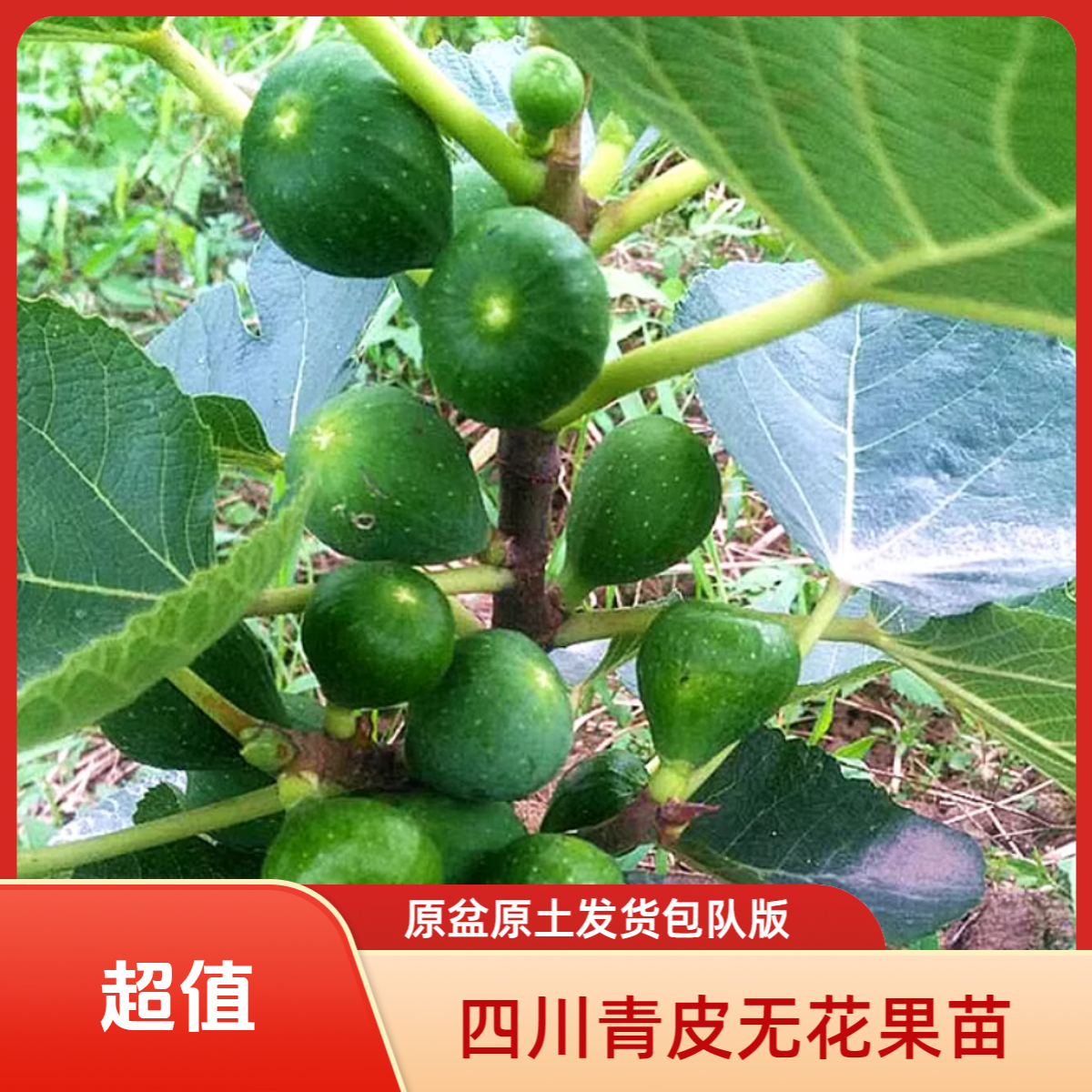 四川  青皮无花果杯苗 原盆原土发货 包对版 