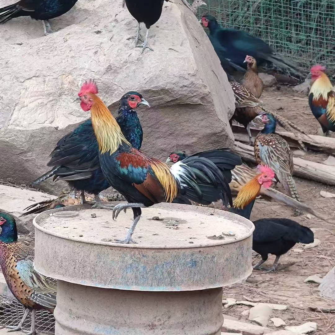 茶花小体 公母搭配活体