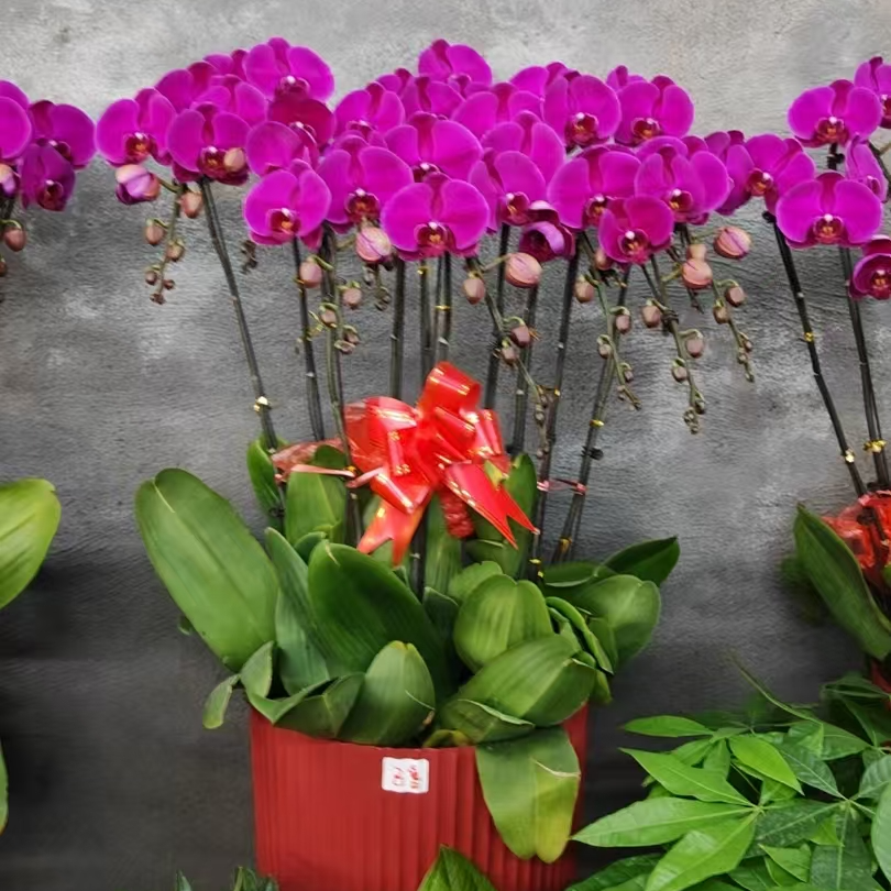 蝴蝶兰大辣椒粉丝福利