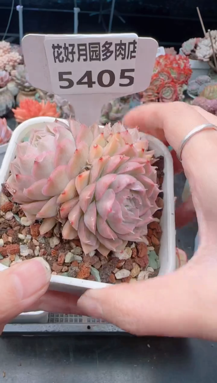 【闪购商品】5405.