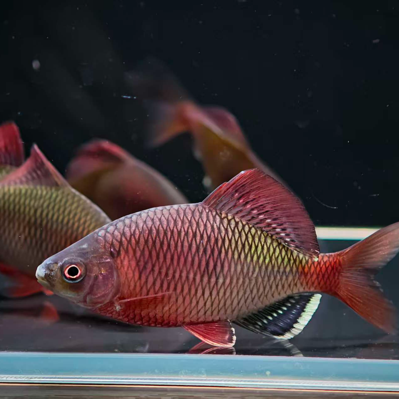 越南鱊鳑鲏鱼观赏鱼原生淡水冷水耐活小型除藻好养小鱼