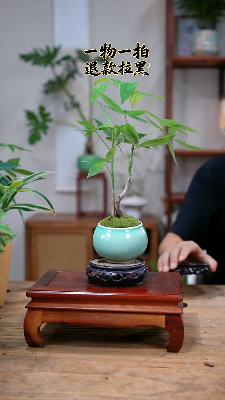 完全开放南*发财树156