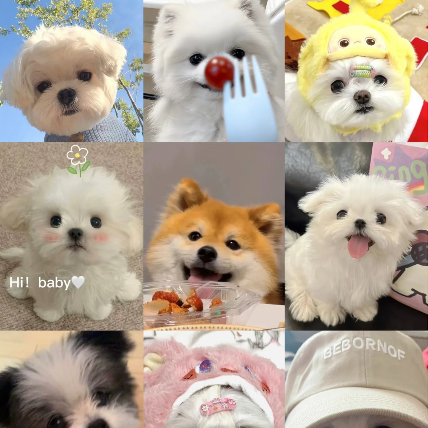 直播间狗狗专属链接，以直播间实物为准