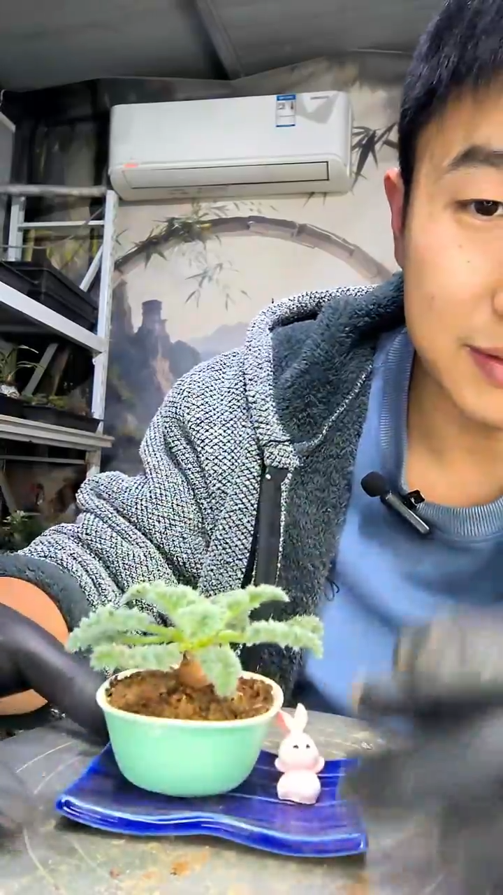 C****T中青园艺一物一拍花212