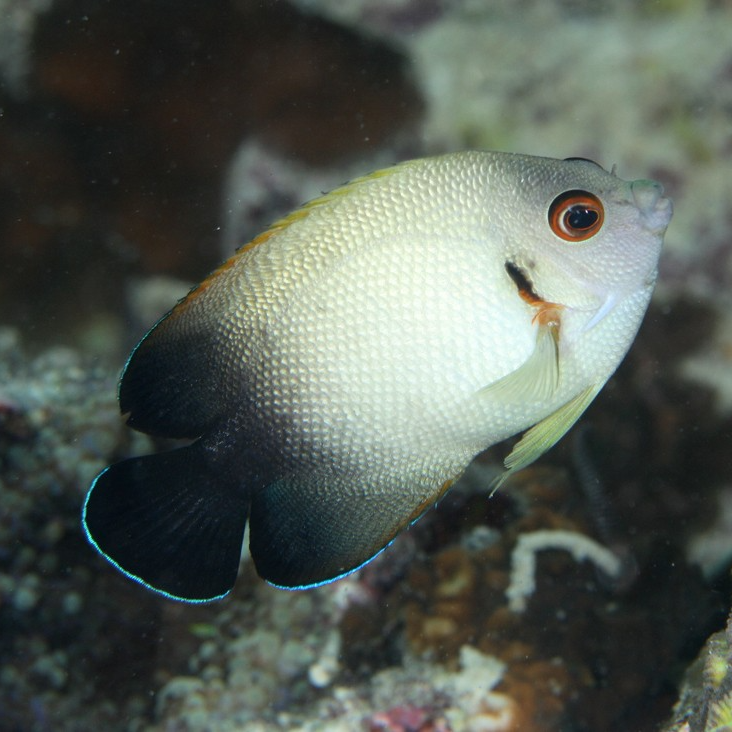 黑尾仙海水鱼热带观赏鱼售后拍开箱视频（免包装费）