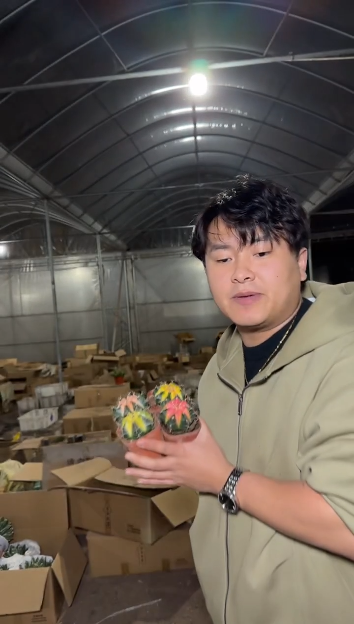 4颗 米哈牡丹锦【实生根】4-6cm