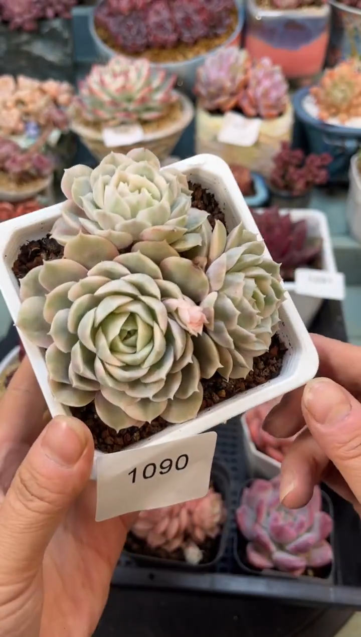 1090群生昂斯洛锦多肉