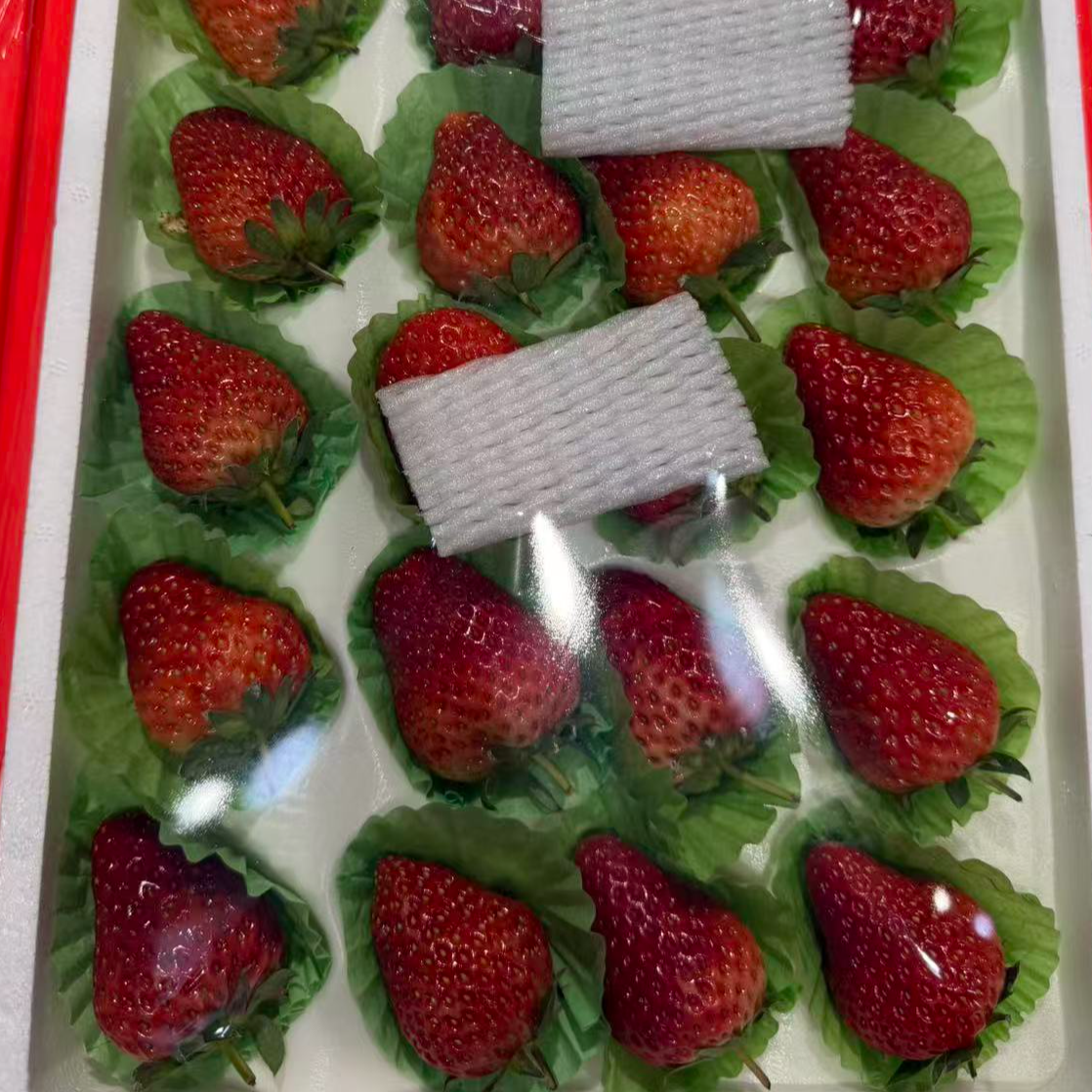 丹东99草莓莓24~55粒新鲜当季香甜多汁原箱泡沫板辽宁省