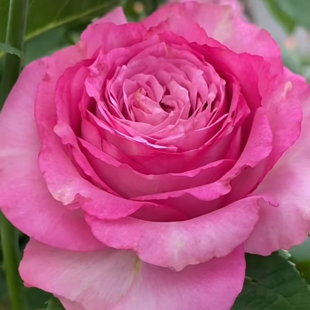 【紫皇冠大苗】大花四季灌木