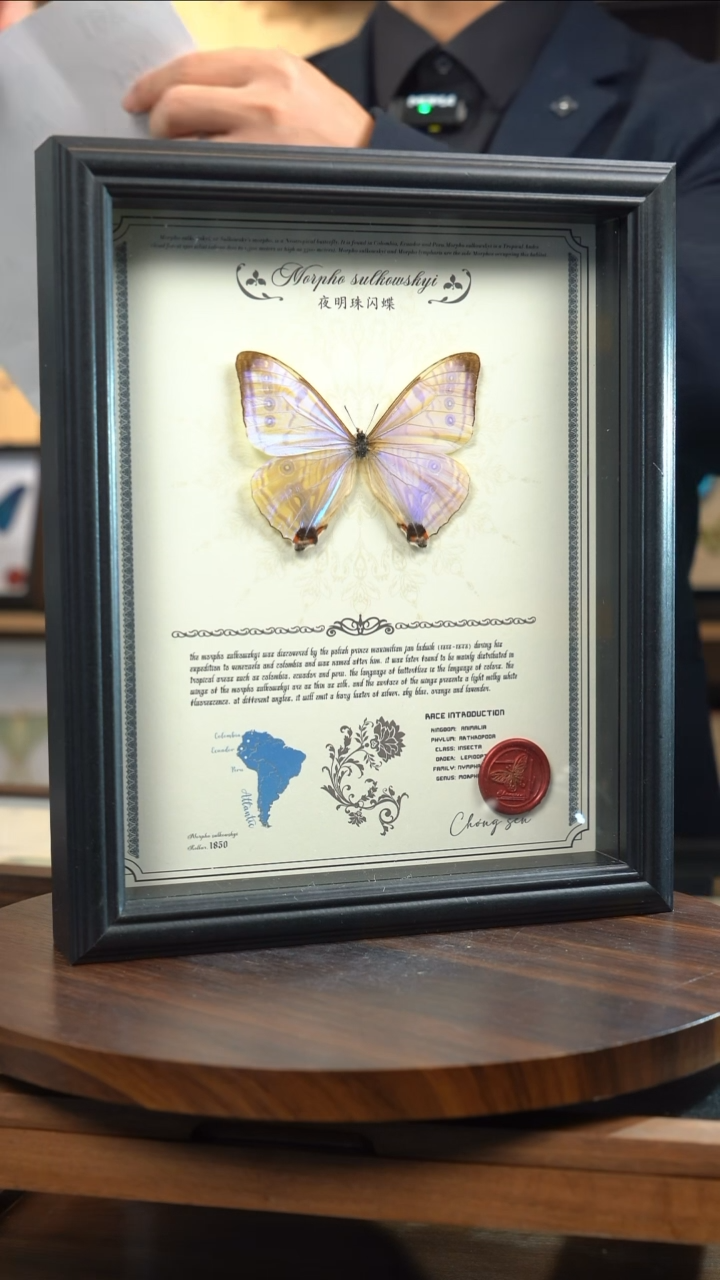 蝴蝶标本摆件竞拍夜明珠闪蝶a61
