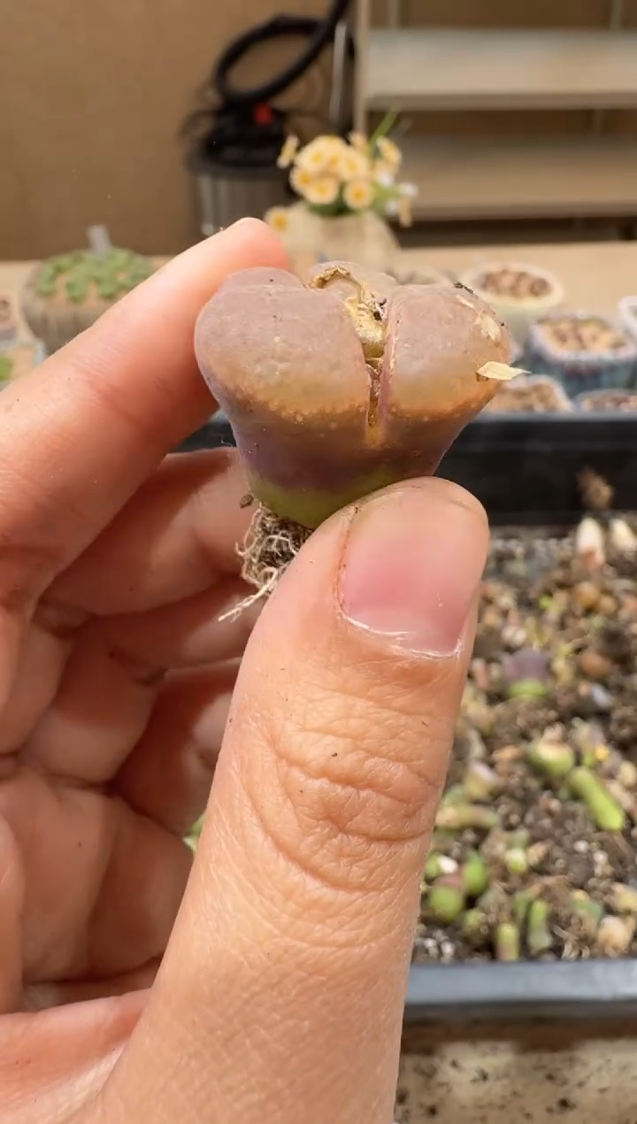 30-13多肉植物肉锥