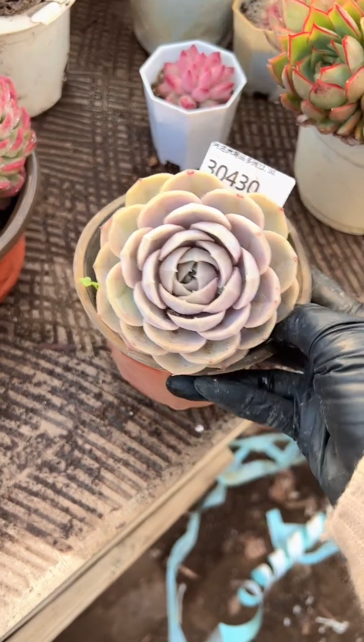 李****?多肉植物一物一拍30430