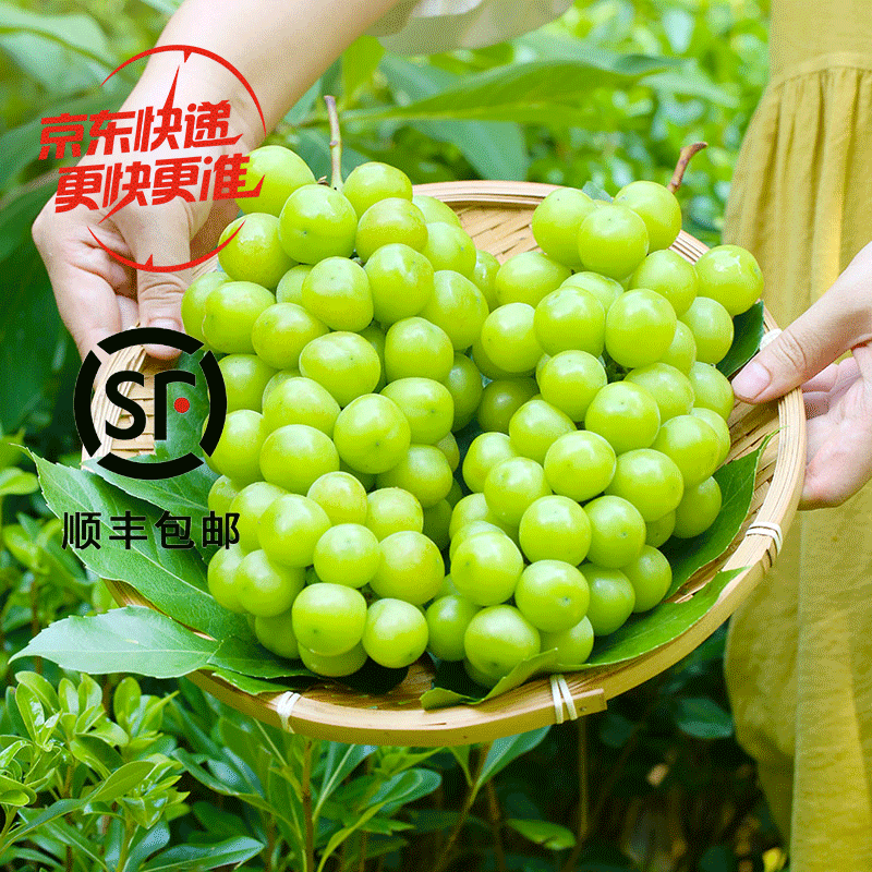 【阳光玫瑰】新鲜大号青提新鲜应季水果 京东/顺丰 4.5斤约2-4串S