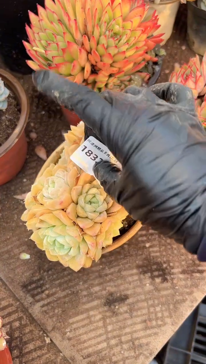 香****?多肉植物一物一拍18328