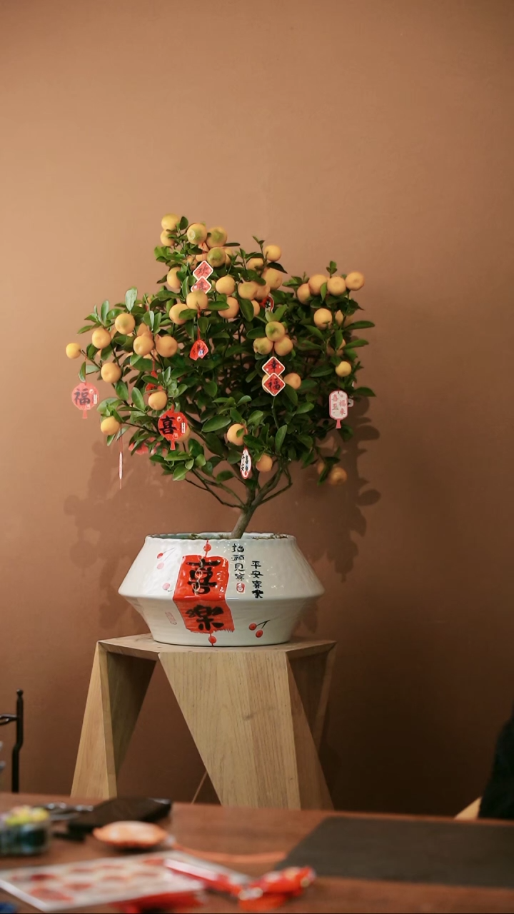 【闪购商品】盆景大金橘