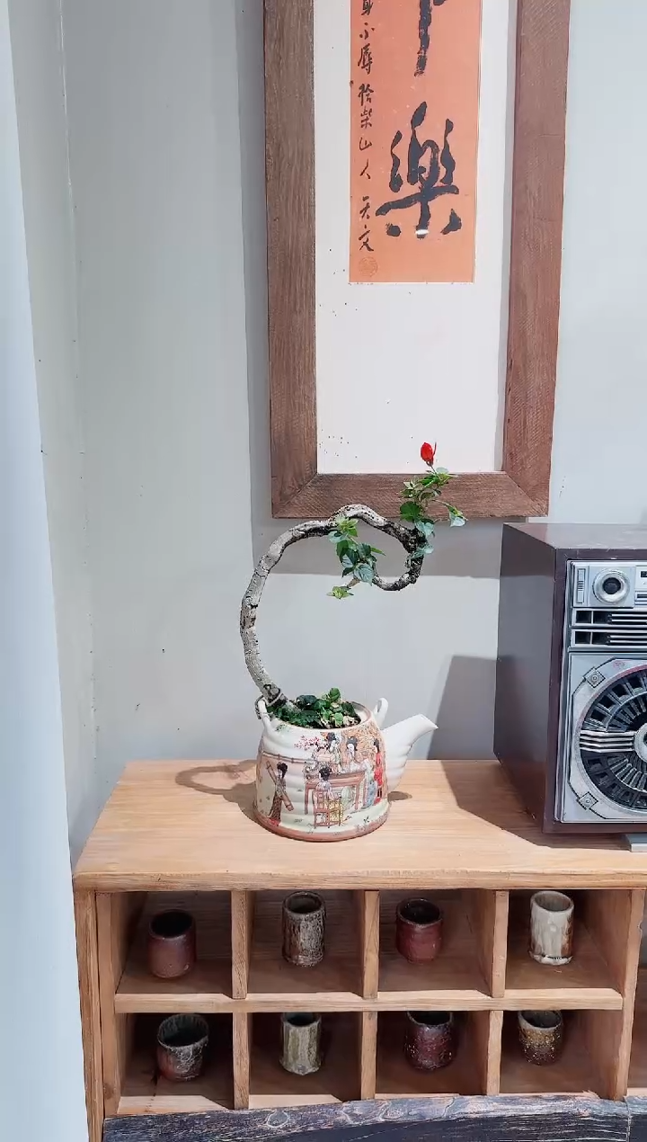 【闪购商品】盆景巴特夫人
