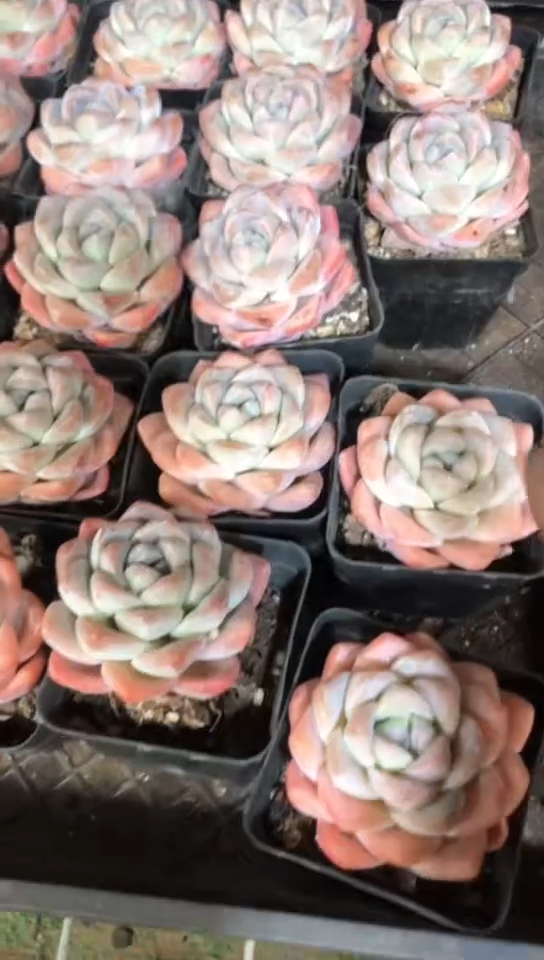 【闪购商品】樱花粉冰玉单头2颗