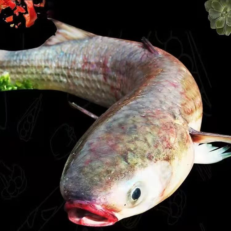 新鲜海捕 海支鱼 鲜活速冻 3-5斤/条 去内脏 整条冷链发货