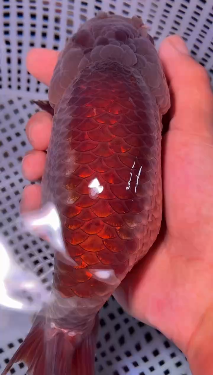 金鱼（运费到付，马印灯下展示）福州追鱼兰寿金鱼