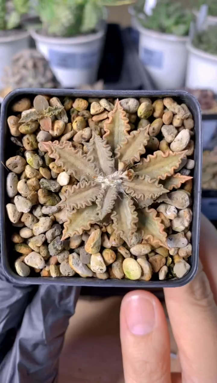 【闪购商品】图拉大戟FB-100