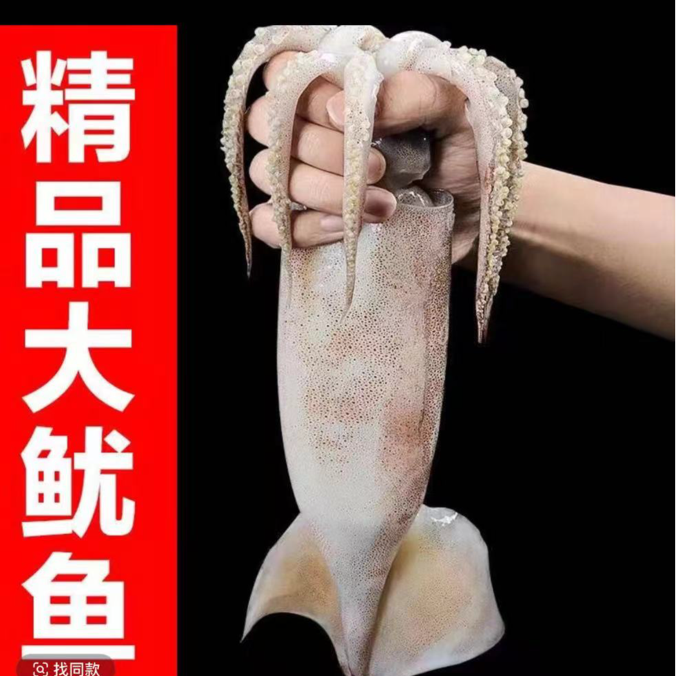 海捕新鲜大鱿鱼5斤鲜活船冻肉质鲜嫩厚实精选 顺丰发货